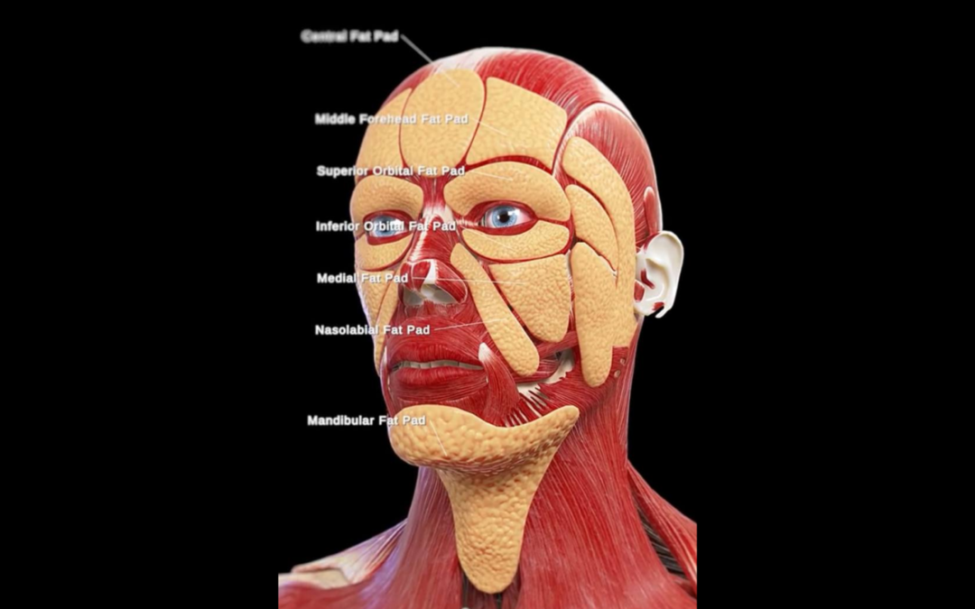 Understanding facial fat pads and how these tie in with aesthetic treatments