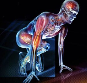 human-body-anatomy-physiology